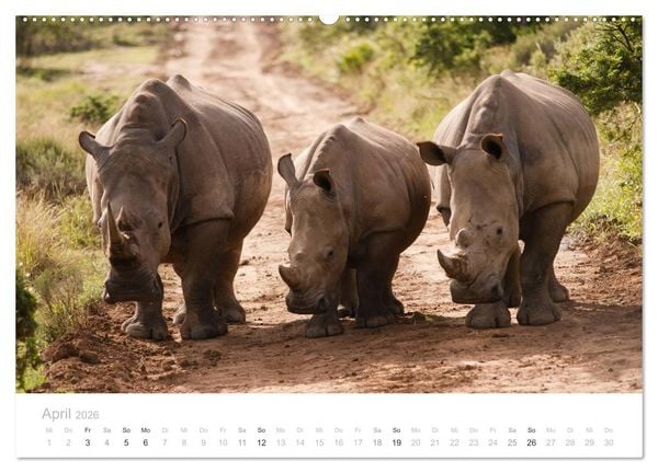 Produktbild: Tierische Gl&uuml;cksmomente mit Weisheiten (Wandkalender 2026 DIN A2 quer), CALVENDO Monatskalender