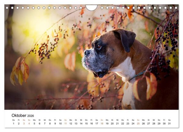 Produktbild: Deutscher Boxer (Wandkalender 2026 DIN A4 quer), CALVENDO Monatskalender