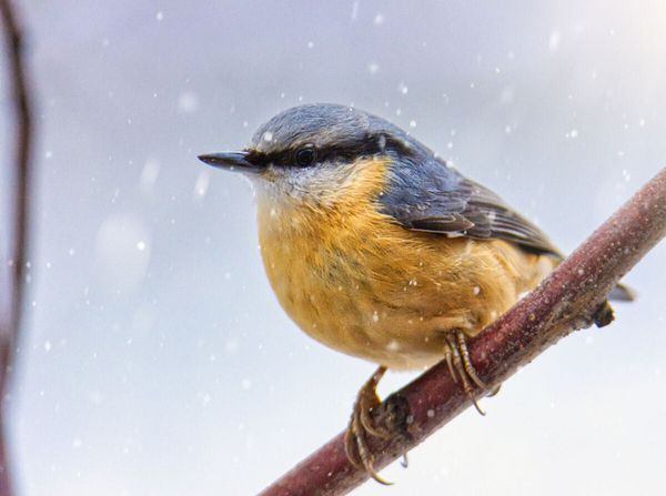 Produktbild: CALVENDO Puzzle Kleiber im Winter | 2000 Teile Lege-Gr&ouml;&szlig;e 90x67cm Foto-Puzzle f&uuml;r gl&uuml;ckliche Stunden