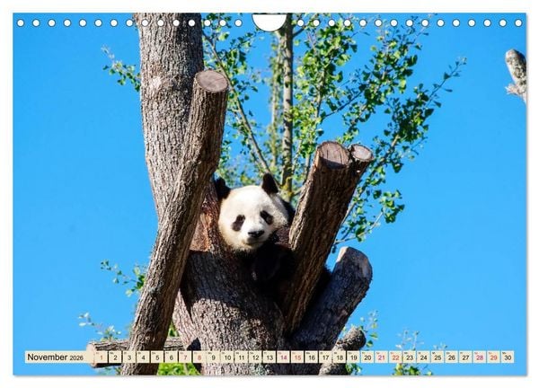 Produktbild: Niedlicher Panda (Wandkalender 2026 DIN A4 quer), CALVENDO Monatskalender