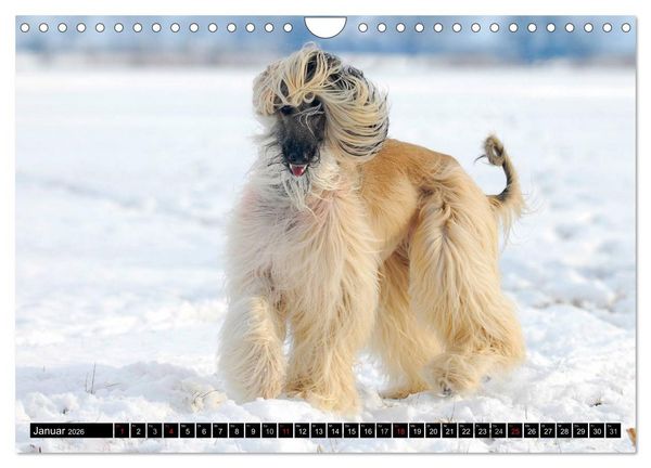 Produktbild: Kinder des Windes - Afghanischer Windhund (Wandkalender 2026 DIN A4 quer), CALVENDO Monatskalender