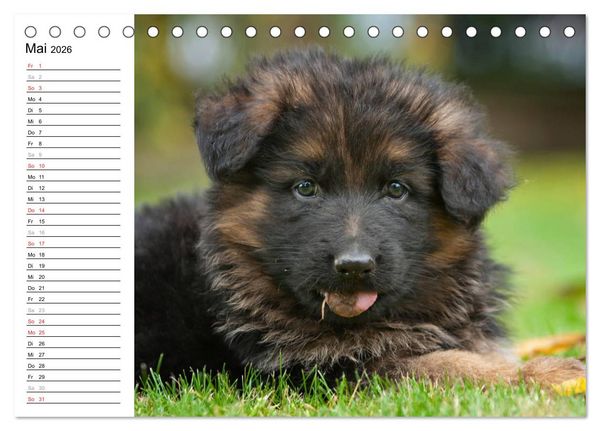 Produktbild: Deutscher Sch&auml;ferhund - Welpen (Tischkalender 2026 DIN A5 quer), CALVENDO Monatskalender