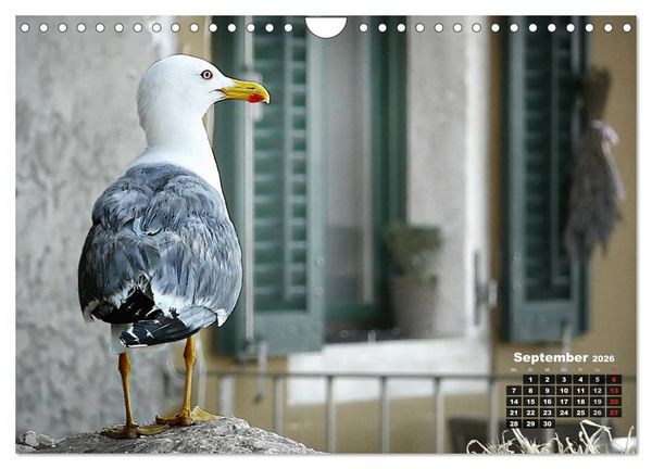 Produktbild: Wie ein Vogel in Rovinj! (Wandkalender 2026 DIN A4 quer), CALVENDO Monatskalender