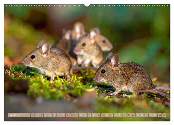 Produktbild: Gruseltiere (Wandkalender 2027 DIN A2 quer), CALVENDO Monatskalender