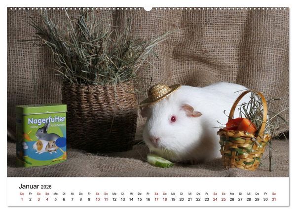 Produktbild: Unsere Meerschweinchen (hochwertiger Premium Wandkalender 2026 DIN A2 quer), Kunstdruck in Hochglanz