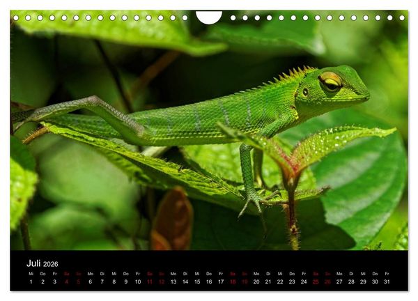 Produktbild: Sri Lanka - Tierische Momente (Wandkalender 2026 DIN A4 quer), CALVENDO Monatskalender