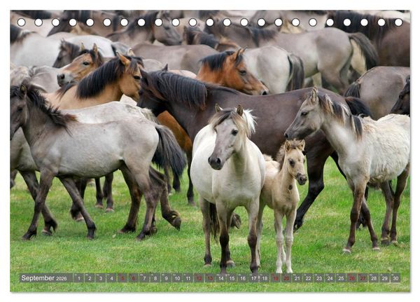 Produktbild: D&uuml;lmener Wildpferde - Wildpferde im Meerfelder Bruch (Tischkalender 2026 DIN A5 quer), CALVENDO Monatskalender