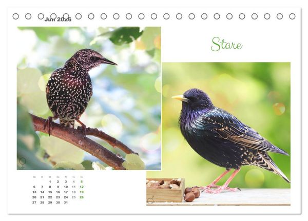 Produktbild: Vogel-P&auml;rchen (Tischkalender 2026 DIN A5 quer), CALVENDO Monatskalender
