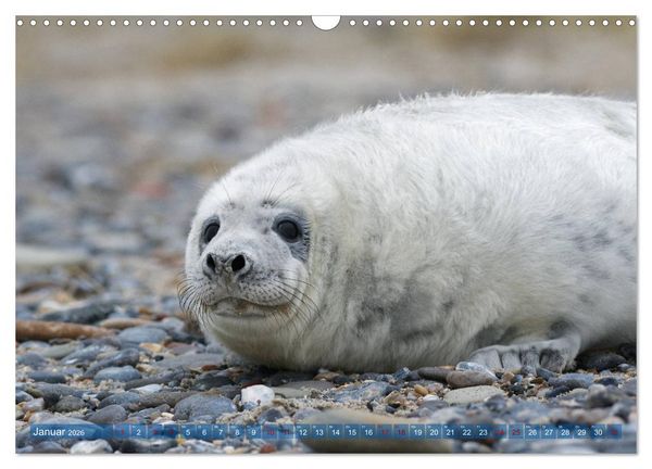 Produktbild: Robben - Lustige Bewohner Helgolands (Wandkalender 2026 DIN A3 quer), CALVENDO Monatskalender