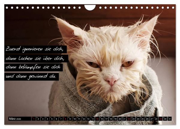 Produktbild: Der "philosophische" Katzenkalender 2026 (Wandkalender 2026 DIN A4 quer), CALVENDO Monatskalender