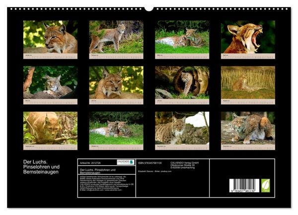 Produktbild: Der Luchs. Pinselohren und Bernsteinaugen (hochwertiger Premium Wandkalender 2026 DIN A2 quer), Kunstdruck in Hochglanz