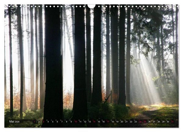 Produktbild: Erleuchtung im Wald (Wandkalender 2026 DIN A3 quer), CALVENDO Monatskalender