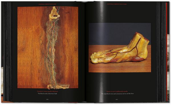 Produktbild: Anatomical Waxes. 45th Ed.