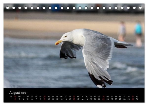 Produktbild: Spontane Fotografie - M&ouml;wen (Tischkalender 2026 DIN A5 quer), CALVENDO Monatskalender