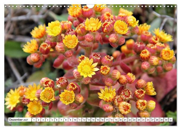 Produktbild: Bl&uuml;tenzauber auf Madeira. Wildblumen und Ziergew&auml;chse (Wandkalender 2027 DIN A3 quer), CALVENDO Monatskalender