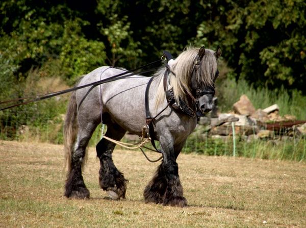 Produktbild: Trait Poitevin (Puzzle)