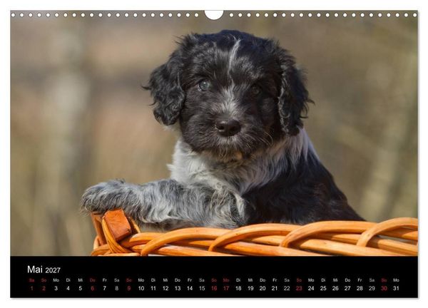 Produktbild: Hundewelpen (Wandkalender 2027 DIN A3 quer), CALVENDO Monatskalender