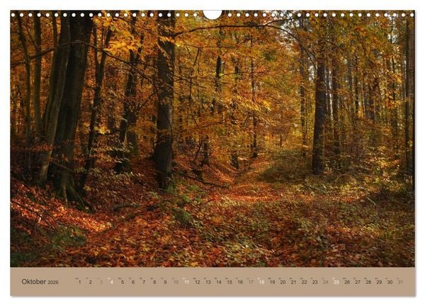Produktbild: Unser Wald - Magische Sichten in norddeutsche W&auml;lder (Wandkalender 2026 DIN A3 quer), CALVENDO Monatskalender