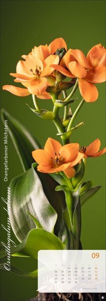 Produktbild: Magic Flowers Vertical Kalender 2027
