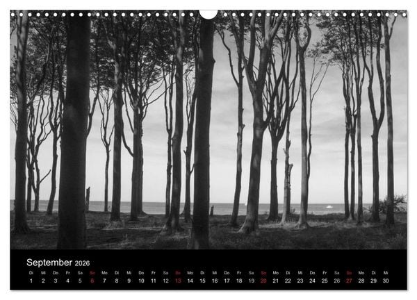 Produktbild: B&auml;ume trees 2026 (Wandkalender 2026 DIN A3 quer), CALVENDO Monatskalender