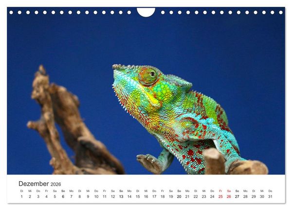Produktbild: Reptilien - Tierische Farbenpracht (Wandkalender 2026 DIN A4 quer), CALVENDO Monatskalender
