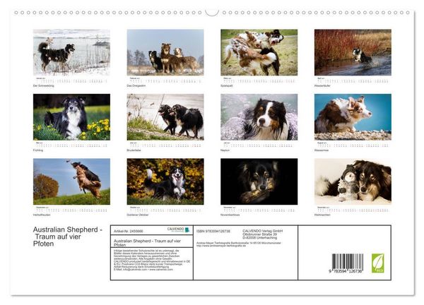 Produktbild: Australian Shepherd - Traum auf vier Pfoten (hochwertiger Premium Wandkalender 2027 DIN A2 quer), Kunstdruck in Hochglanz
