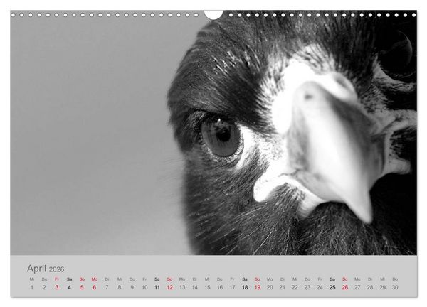 Produktbild: Die Seelen der wilden Tiere (Wandkalender 2026 DIN A3 quer), CALVENDO Monatskalender