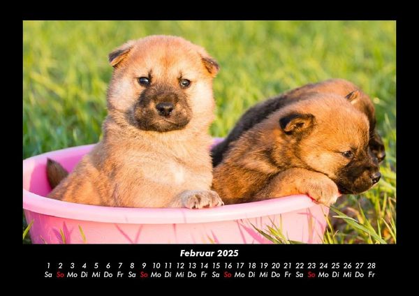 Produktbild: Welpen 2025 Fotokalender DIN A3