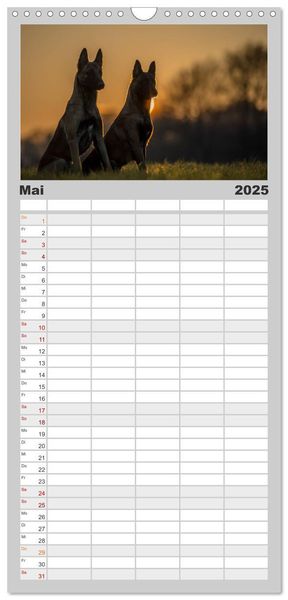 Familienplaner 2025 - Belgische Schäferhunde - Der Malinois im Licht mit 5 Spalten (Wandkalender, 21 x 45 cm) CALVENDO