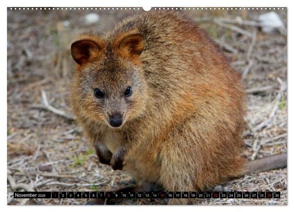 Produktbild: Australiens Tierwelt (Wandkalender 2026 DIN A2 quer), CALVENDO Monatskalender