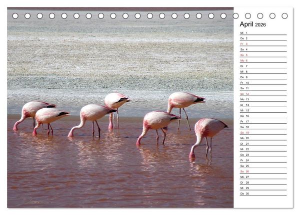 Produktbild: Mein Flamingo Planer (Tischkalender 2026 DIN A5 quer), CALVENDO Monatskalender