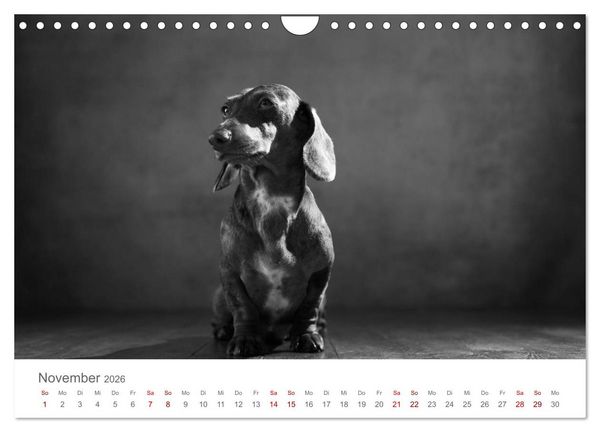 Produktbild: Hundeportraits Fine Art (Wandkalender 2026 DIN A4 quer), CALVENDO Monatskalender