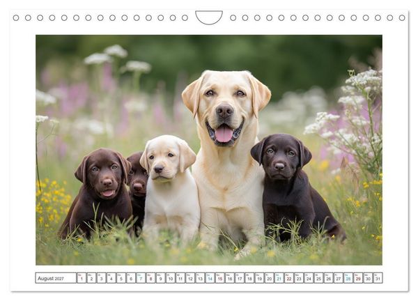 Produktbild: Labrador Liebe (Wandkalender 2027 DIN A4 quer), CALVENDO Monatskalender