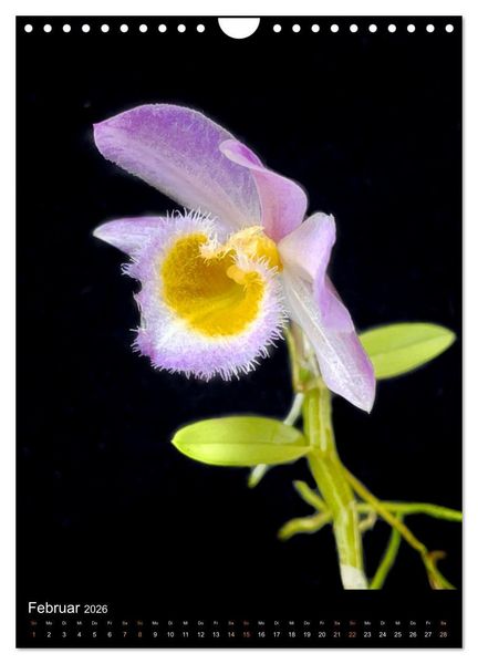 Produktbild: Orchideen - Exoten im Wohnzimmer (Wandkalender 2026 DIN A4 hoch), CALVENDO Monatskalender