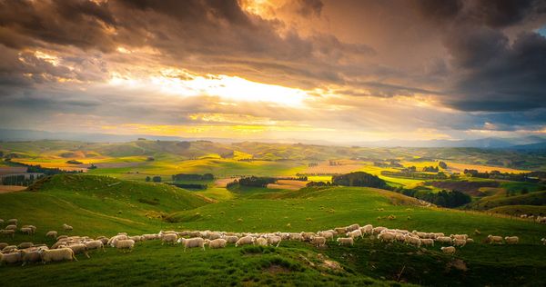 Produktbild: Wildes Neuseeland - Inseln am Ende der Welt