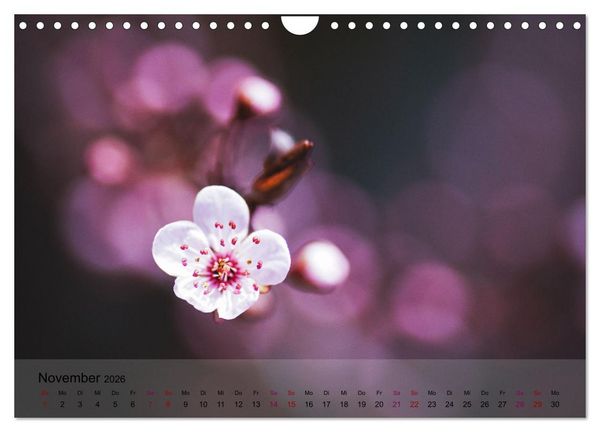 Produktbild: Bl&uuml;tenrausch - Mit Fr&uuml;hlingsgef&uuml;hlen durchs ganze Jahr (Wandkalender 2026 DIN A4 quer), CALVENDO Monatskalender