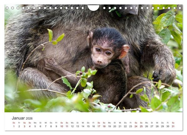 Produktbild: Tier Portraits Tansania (Wandkalender 2026 DIN A4 quer), CALVENDO Monatskalender