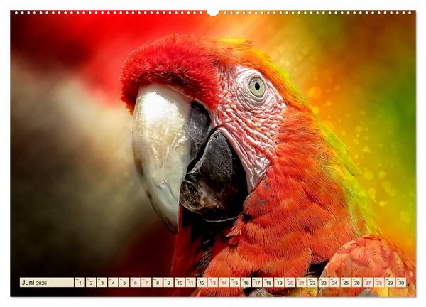 Produktbild: Mein bunter Papagei (Wandkalender 2026 DIN A2 quer), CALVENDO Monatskalender