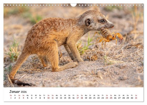 Produktbild: Afrikas kleine Stars (Wandkalender 2026 DIN A3 quer), CALVENDO Monatskalender