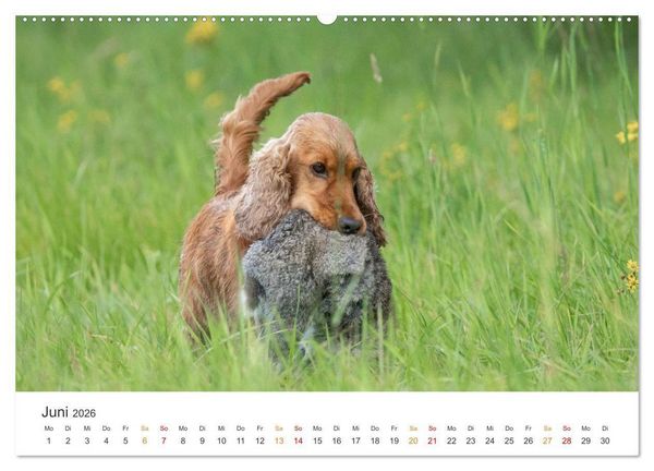 Produktbild: Treue Jagdgef&auml;hrten - Jagdhunderassen im Portrait (hochwertiger Premium Wandkalender 2026 DIN A2 quer), Kunstdruck in Hochglanz