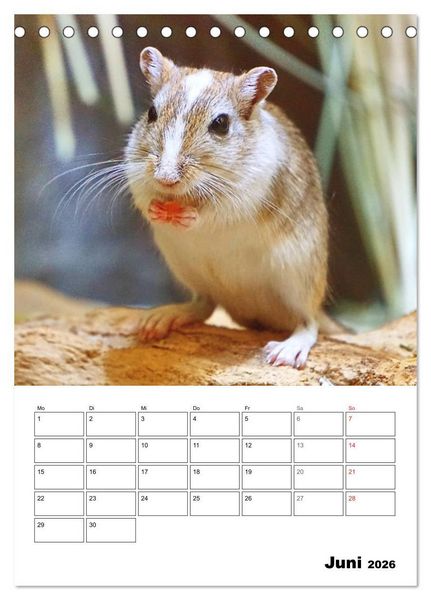 Produktbild: Mongolische Rennm&auml;use (Tischkalender 2026 DIN A5 hoch), CALVENDO Monatskalender