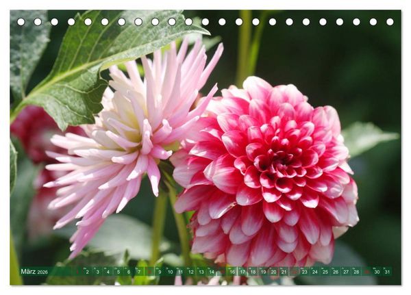 Produktbild: Wunderbare Dahlienwelt (Tischkalender 2026 DIN A5 quer), CALVENDO Monatskalender