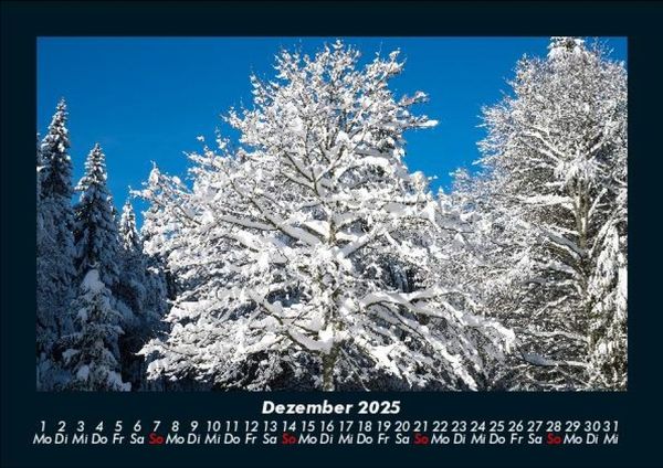 Produktbild: B&auml;ume 2025 Fotokalender DIN A5