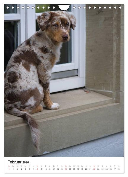 Produktbild: Kleine und gro&szlig;e Hundekinder 2026 (Wandkalender 2026 DIN A4 hoch), CALVENDO Monatskalender