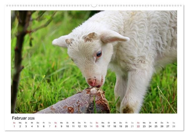 Produktbild: Sch&auml;fchen z&auml;hlen - Mit Schafen durchs Jahr (hochwertiger Premium Wandkalender 2026 DIN A2 quer), Kunstdruck in Hochglanz