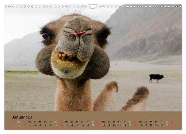 Produktbild: Kamel Portr&auml;t (Wandkalender 2027 DIN A3 quer), CALVENDO Monatskalender