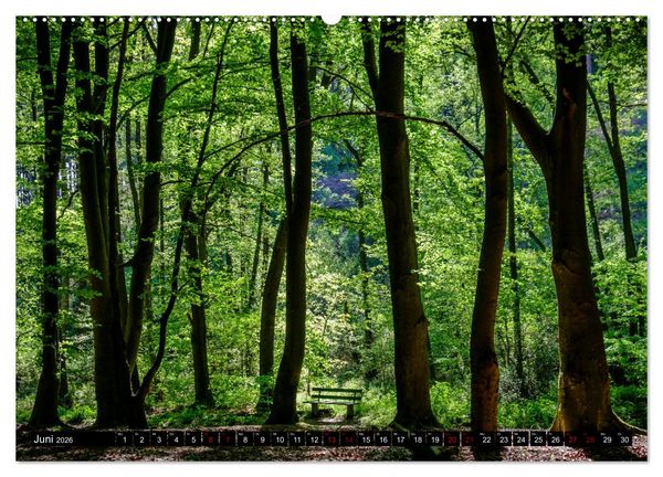 Produktbild: Wege des einfachen Gl&uuml;cks - Spazierg&auml;nge im Wald (Wandkalender 2026 DIN A2 quer), CALVENDO Monatskalender