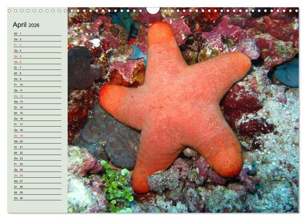 Produktbild: Knallbunte Wasserwelt. Die Welt der Fische (Wandkalender 2026 DIN A3 quer), CALVENDO Monatskalender