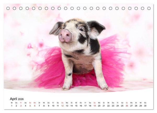 Produktbild: Niedliche Ferkel lovely piglets 2026 (Tischkalender 2026 DIN A5 quer), CALVENDO Monatskalender