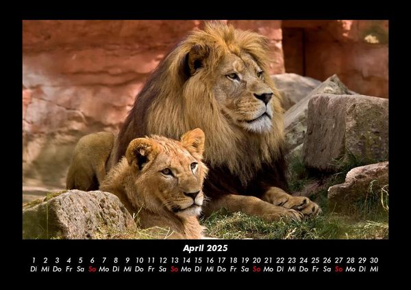 Produktbild: L&ouml;wen in der Wildnis 2025 Fotokalender DIN A3